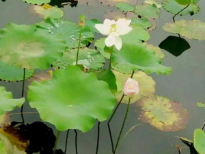 ���µĹ�Ч���� ��������θ֮����