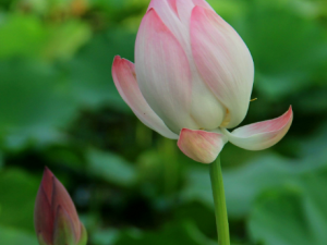 �����Ĺ�Ч���� �����θ���Ѫ�����