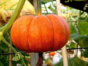 ���򲡻�����ʳ���� ��Щ��ʳҪע��