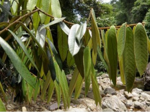 �ֱ��ӵĹ�Ч���� �ֱ�����ʪ�ȴ���