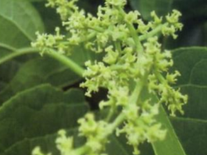 ���ٴĵĹ�Ч���� ���ٴ����Ƚⶾ�������׶�