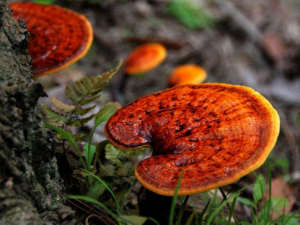 ��֥�Ĺ�Ч���� ��֥���̲�ǿ׳