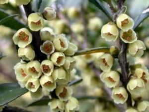 ��ľ�Ĺ�Ч���� ��ľ�η��ȿڸ�