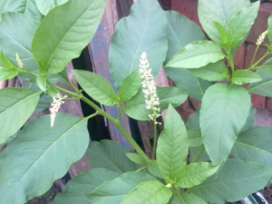 �����Ĺ�Ч���� �����η����ʹ