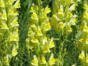 ������Ĺ�Ч���� ��������ͷʹ