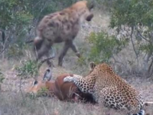 ������Ĺ�Ч���� ����������ҧ