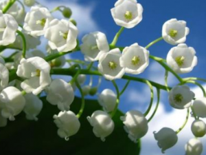 �����Ĺ�Ч���� �����α�©�״�