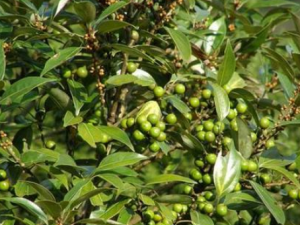 �嵱�ӵĹ�Ч���� �嵱����ʳ������