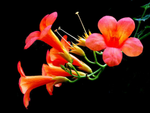 �������Ĺ�Ч���� ���������ھ���֢��