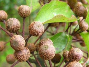 ¹���Ƥ��һ�д� ¹���ƤΪǾޱ��ֲ��