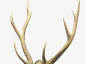 ������С������ �����ǽǹǻ�ʯ��