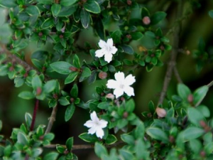 ����ѩҶ����Щ��Ч ����ѩҶ������׶�