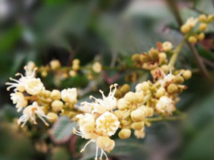 ���ۻ��Ĺ�Ч���� ���ۻ�����С���綹��