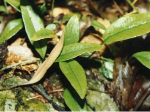 ®ɽʯΤ����Щ���� ®ɽʯΤ����Щ��Ч