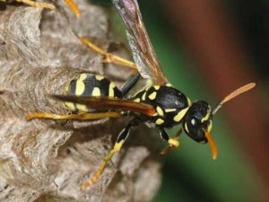 ¶�䷿�Ĺ�Ч���� ¶�䷿���ƻ�ŧ�Ը�Ⱦ