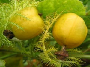 ������������ ������η��ȿ���