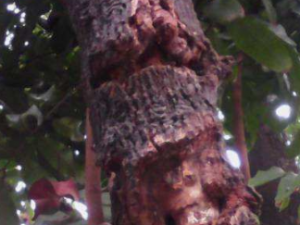 ������Ƥ����Щ���� ������Ƥ���۴�����