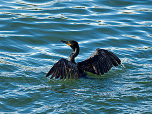 ���������Щ��Ч �����������