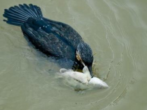 ��˳�������Щ���� ��˳�������������ں���