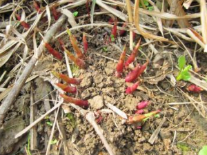 «������ʲô��Ч «�����η�����Ѫ