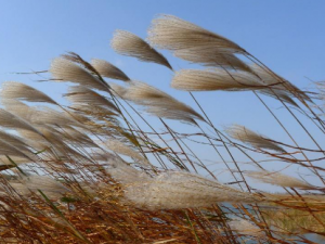 «������Щ���� «�������Ѫ��