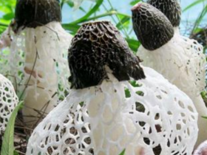 ��ȹ��ݥ��ʳ�÷��� ��Щ�˲��ܳԶ�ȹ��ݥ