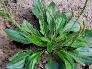 ·�߲ݿ���ʳ��θ ·�߲���С�����