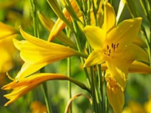 Ԥ��������֡����Գ�ʲô ��Իƻ��˿�����