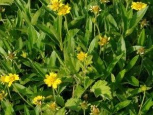 ±�ؾյĹ�Ч���� ±�ؾ�����ҧ��