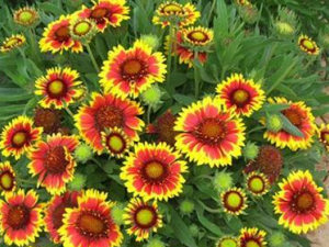 �ݻ�����Щ���� �ݻ��ηβ�����