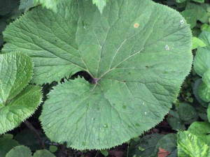 ��Ҷ��������Щ���� ��Ҷ�����η纮����