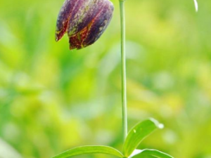 ��Ҷ��ĸ����Щ���� ��Ҷ��ĸ���Ȳ��˽�