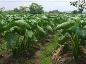 ��Ϭ����Щ������ ��Ϭ�ΰ���