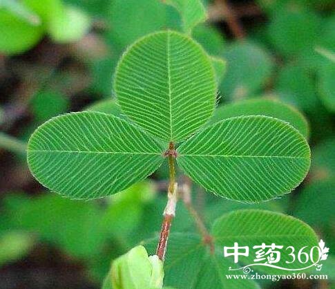 鸡眼草的功效与作用 鸡眼草的用法用量和使用禁忌-中药360