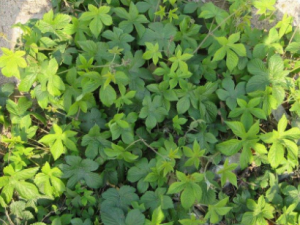 �ɲ�����Щ���� �ɲݿ���С�����