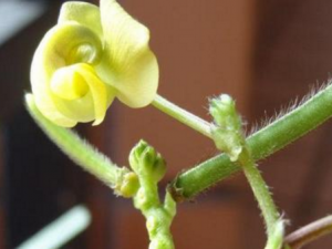 �̶����Ĺ�Ч���� �̶����ɽ�ƶ�