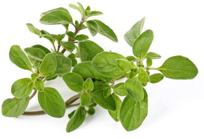 牛至的功效与作用 牛至的用法用量和使用禁忌 - 中药360