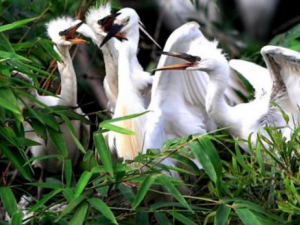 �������ʲô���� ��������������˳�Ѫ