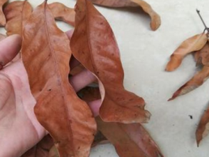 ��ζ��ҩ����Զ��ƣ�� ��ƣ�͵��㻹�ڵ�ʲô