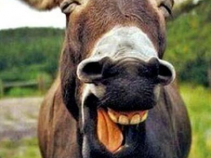 ¿֬����Щ���� ¿֬��Ŀ��Ϣ��