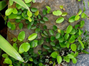 ��ʯ������������ݵ� ��ʯ�ٵ����ݹ�Ч