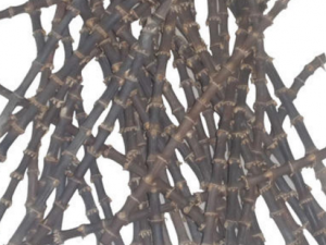 ������η蹷ҧ�˶��� ������η�ʪ��ʹ