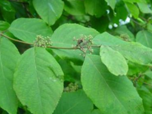 ����Ҷ����Щ���� ����Ҷ��ɢ������