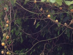 ������ƫ������Щ ��ҽ�������δ�����ƫ��