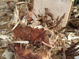 ӹѴЩԭ򵼵 ӹѴƫƼ