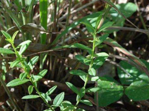 ���ϳ�����ԭ�� �}�ݿɰ����Ŷ�����