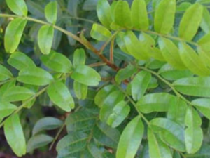 ����ľҶ������ ����ľҶ������Щ��Ч