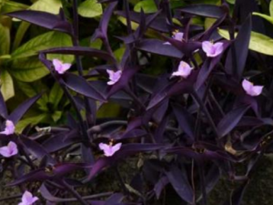 ��Ѽ�Ų���Ӹ���׶� ��Ѽ�Ų������ݴ�