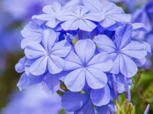 ��ѩ�����¾���ֹ ��ѩ����������Ч