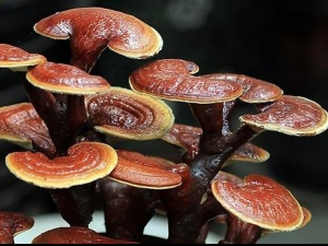 ��֪����Щ�˲��˳���֥�� ��֥��ʳ�ý���